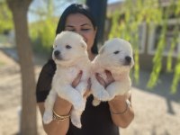 Safkan Aşılı Samoyed Yavrularım