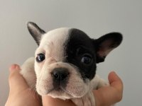 A Kalite Maskeli French Bulldog Yavrularımız