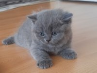 Scottish Blue Point yavrular