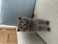 Scottish Fold ve British Shorthair Yavruları