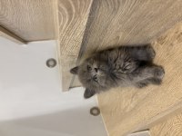 GRİ BRITISH LONGHAIR YAVRULARIM 