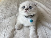 Dişi ve Erkek Scottish Fold Yavrular