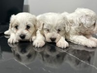 Maltese Terrier Yavrum