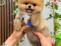 Pomeranian Boo Puppy