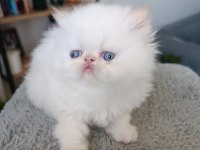 35 GÜNLÜK SAFKAN İRAN KEDİSİ YAVRULAR