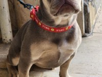 İSABELLA TAN FRENCH BULLDOG
