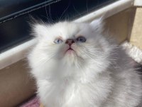 BRİTİSH LONGHAİR KEDİSİ