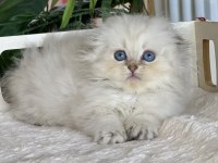 Cüce Büyümeyen Kısa Bacaklı Munchkin Fold Safkan