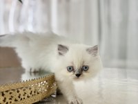 Bluepoint British Longhair