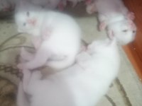Saf cins beyaz renk scottish fold