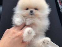 Ayı Surat Pomeranian Yavrular Korekan