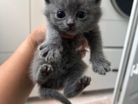1 Aylık British Shorthair