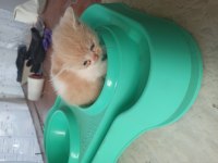 BRİTİSH KEDİLERİMİ SAHİPLENDİRECEĞİM