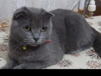 Sahibinden Scottish Fold Kedimiz