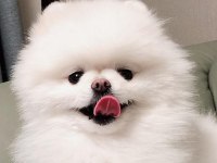 POMERANİAN BOO YAVRULARI