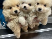 Kar beyazı pomeranian yavrularımız