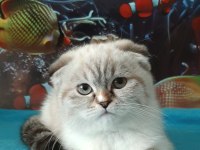 Mini Maviş Scottish Fold