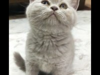 Denizli British Shorthair Lilac