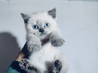 Blue point british shorthair yavrularımız yuvasını arıyor