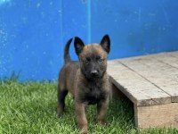 Belçika Malinois Yavrular