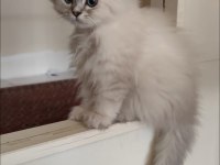 SAFKAN BRİTİSH MALZEMELERİYLE 2 YAVRU 1 DİŞİ 1 ERKEK