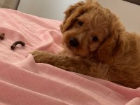 Bakımlı toy Poodle bebekler