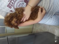 ALTI AYLIK İKİ DİŞİ KORE POODLE