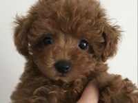 Ürk garantili poodle yavrular