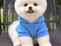 Ayı surat köpeklerimiz