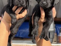 Labrador bebeklerimiz