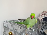 Pakistan Papağanı