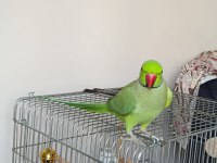 Pakistan papağanı