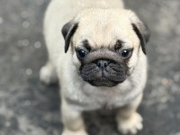 PUG MOPS YAVRU KÖPEKLER
