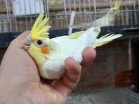 Ele alışık ısırma huyu yok sultan papağanı