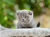 Scottish Fold Yavrularımız