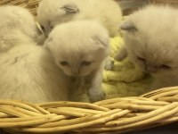 Mükemmel Basık Surat Silver Smoke Scottish Fold Yavrular