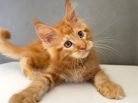 Mainecoon 2,5 Aylık Erkek Red 