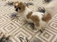 Pekinez Köpeğimiz 13 Aylık