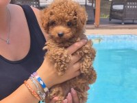 TÜRKİYENİN EN ÖZEL TOY POODLE YAVRULARI 