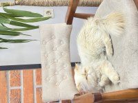 İran persian 3 yaşında erkek