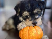 Çok sosyal sevecen yorkshire terrier yavrular