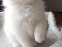 Asil Karakterli Full Şecereli Ragdoll Yavrular