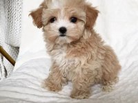 MALTİPOO DİŞİ ERKEK YAVRULAR