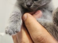 Kedilerimiz yeni yuvalarını arıyorlar