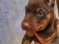 Premium Kızıl Doberman Yavrusu