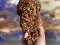 Orjinal micro ayarında red brown poodle
