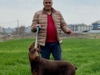 10 aylık kızıl doberman erkek