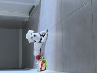 Maltese terrier 8 aylık