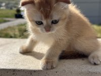 Ankarada ziyarete açık golden scottish fold yavrumuz
