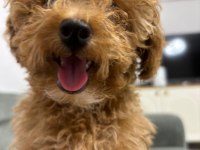 3,5 aylık dişi toy poodle